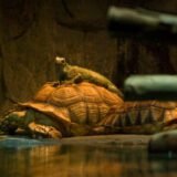 What a Healthy Relationship Really Means