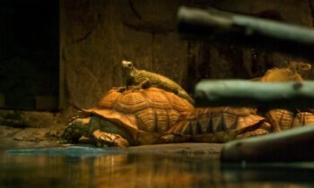 What a Healthy Relationship Really Means