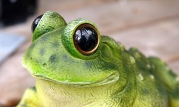 Eat a Live Frog Every Morning: One Step To Stop Procrastination